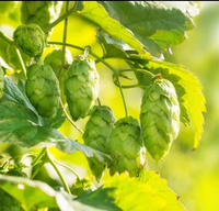 Houblon