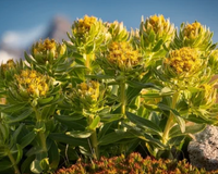 Rhodiola Rosea