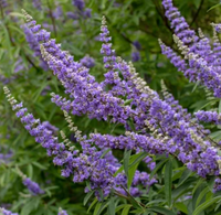 Gattilier (Vitex)