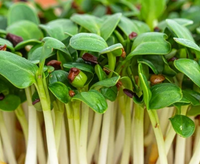 Sulforaphane (pousses de brocoli)