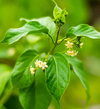 Gymnema Sylvestre