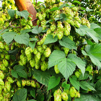 Extrait de houblon (8% xanthohumol)