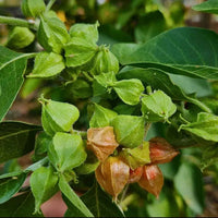 Racine d'ashwagandha