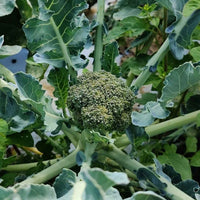 Extrait de brocoli
