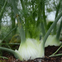 Fenouil