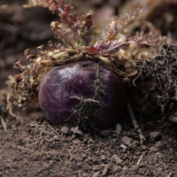 Maca noire