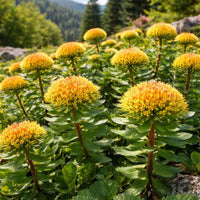 Rhodiola rosea